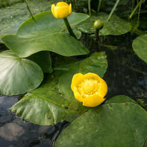 Gele Plomp of Nuphar lutem
