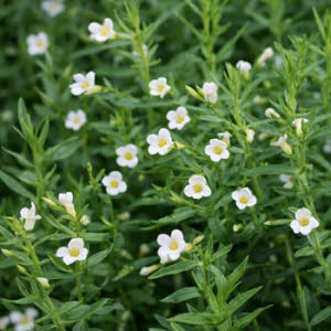 Genadekruid of Gratiola officinale