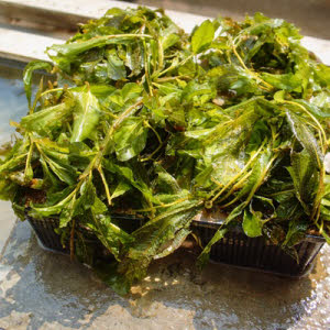 Glanzend Fonteinkruid