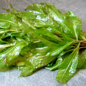 Glanzend Fonteinkruid