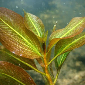 Glanzend Fonteinkruid 