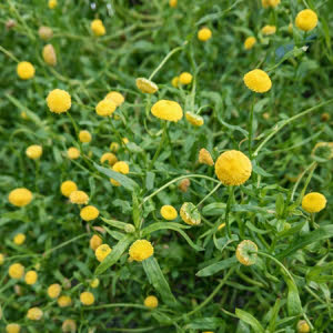 Goudknopje of Cotula cornopifolia
