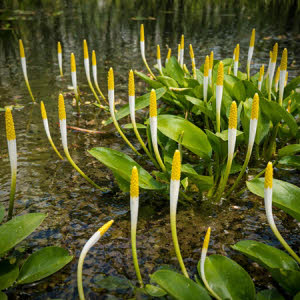 Goudkolf of Orontium aquaticum