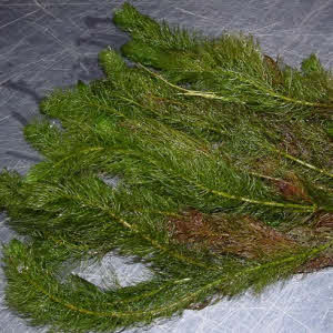 Groen Aarvederkruid