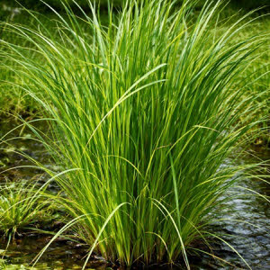 Grote Zegge of Carex riparia