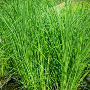 Grote Zegge of Carex riparia