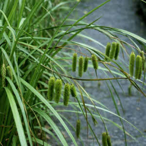 Hangende Zegge of Carex pendula