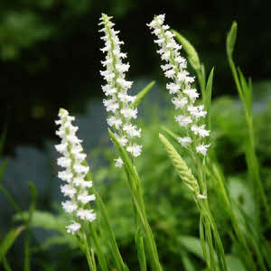 Herfstschroef Orchis