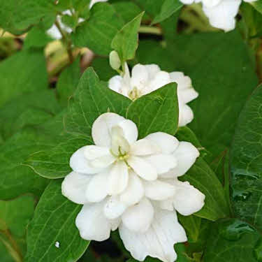 Houtuinia-dubbelbloem