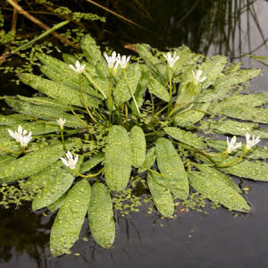 Kaapse Waterlelie of Aponogeton distachyos