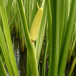 Kalmoes of Acorus calamus