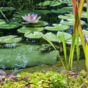 Kikker en Salamander huis