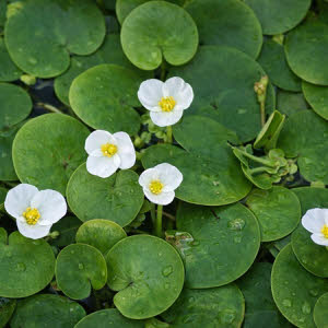 Kikkerbeet of Hydrocharis morsus ranea