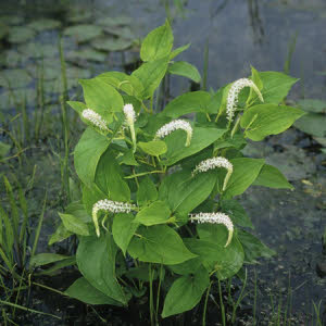 Leids Plantje of Saururus cernuus