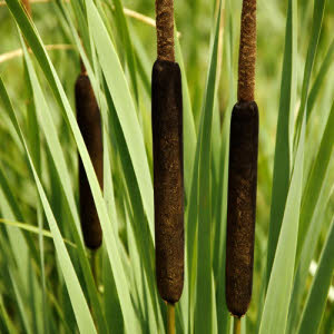 Lisdodde of Typha angustifolia