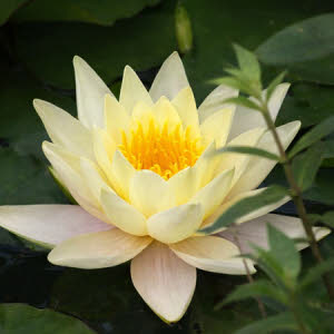 Marliacea Chromatella