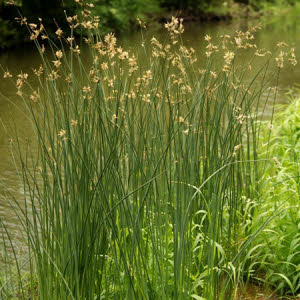 Mattenbies of Scirpus lacustris