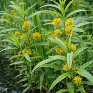 Moeraswederik of Lysemachia thyrsiflora