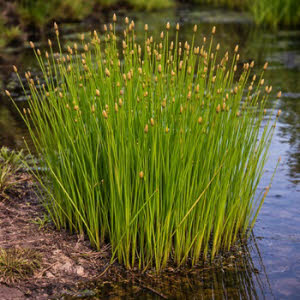 Naaldwaterbies of Eleocharis palustris