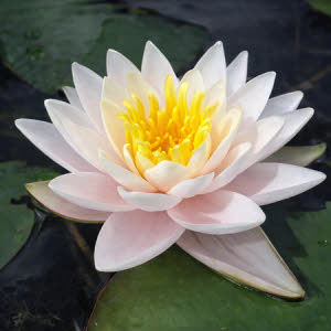 Nymphaea 'Walter Pagels' (roomwit)