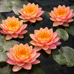 Nymphaea Aurora (oranje-roze)