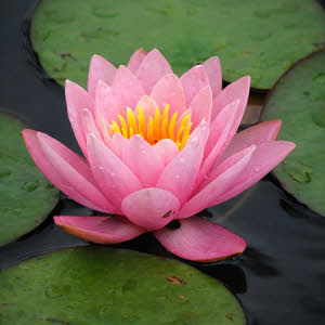 Nymphaea Fabiola (roze)