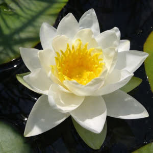 Nymphaea Gladstoniana (wit)