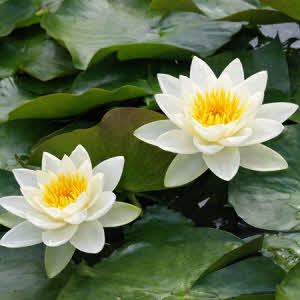 Nymphaea Gladstoniana