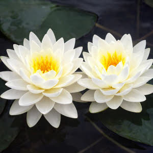 Nymphaea Gonnere (wit dubbelbloem)