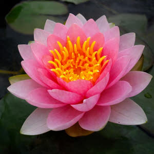 Nymphaea Hollandia ( dubbelbloem roze)