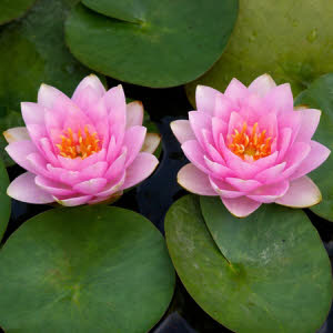 Nymphaea Madame Wilfron Gonnere (dubbelbloem roze)