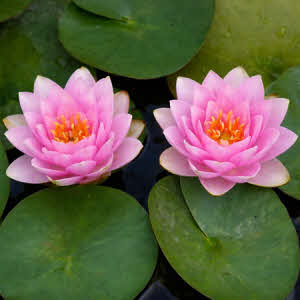 Nymphaea Madame Wilfron Gonnere 