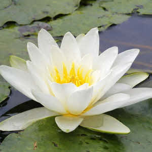 Nymphaea Marliacea Albida 
