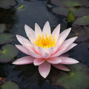 Nymphaea Marliacea Rosea (lichtroze)