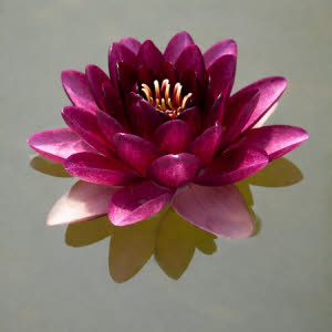 Nymphaea Perry's Almost Black