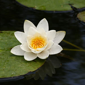 Nymphaea Pygmaea Alba