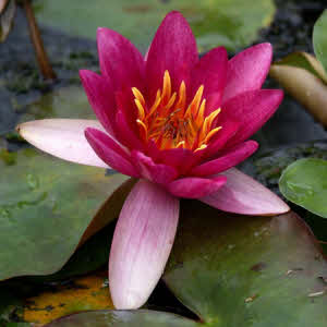 Nymphaea Pygmea Rubra (rood)