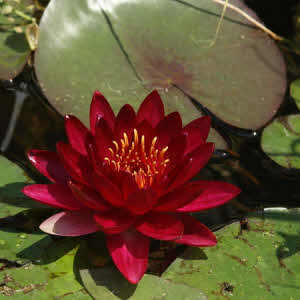 Nymphaea Red Glow 
