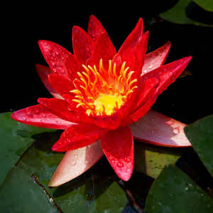 Nymphaea Rene Gerard (rood)
