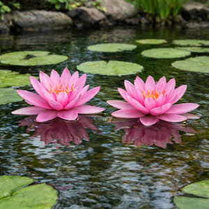 Nymphaea Rose Arey (roze)