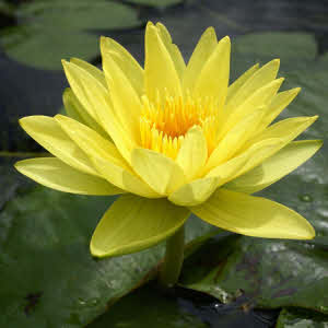 Nymphaea Yellow Sensation