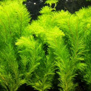 Oosters Aarvederkruid