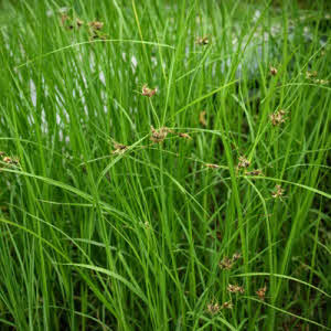 Paraplu Zegge of Cyperus alternifolius
