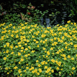 Penningkruid of Lysemachia nummelaria