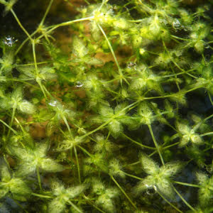 Puntkroos of Lemna trisulca