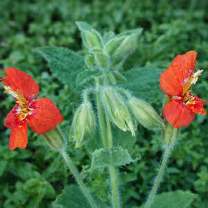 Rode maskerbloem