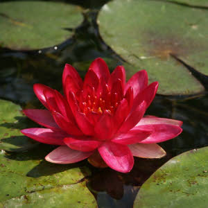 Rode waterlelie of Nymphaea