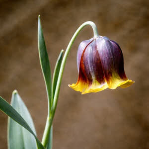 Russische Kievitsbloem