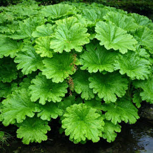 Schildblad of Darmera peltata