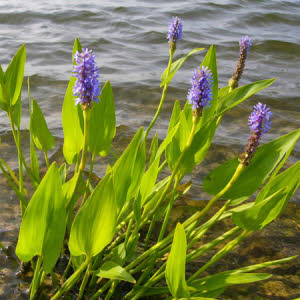 Snoekkruid of Pontederia cordata